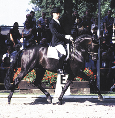 Dressage